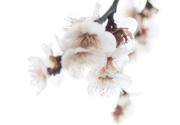 Picture of plum blossoms